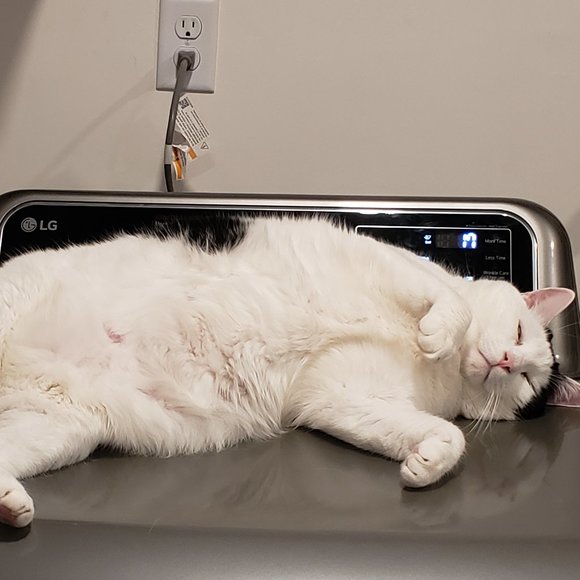 Meet your Posher, Tish - Picture 2 of 15